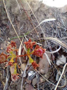 Imagem de Ruschia multiflora (Haw.) Schwant.