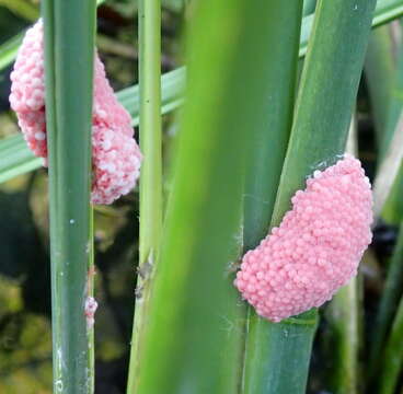 Image of Giant applesnail