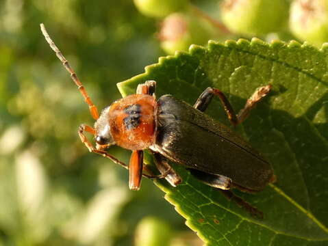 Image of <i>Cantharis annularis</i>