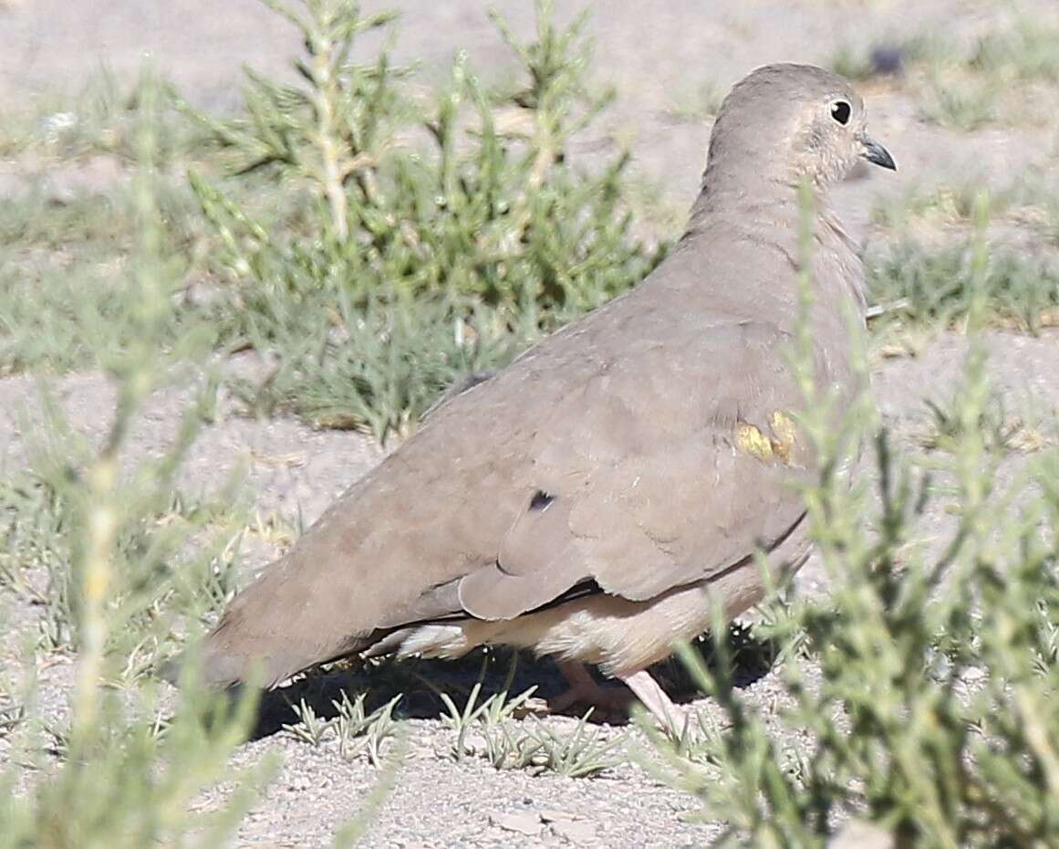 Image of Golden-spotted Ground Dove