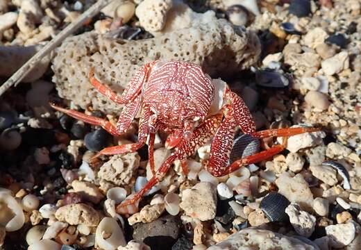 Image of Natal lightfoot crab