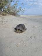 Image of Coahuilan box turtle