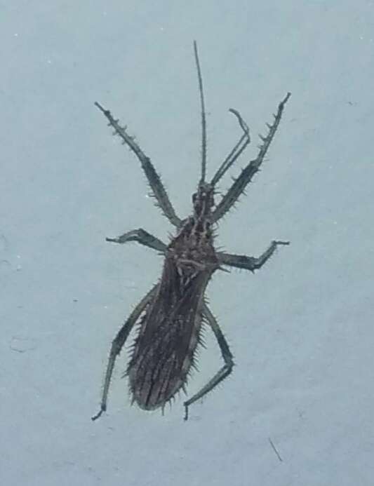 Image of The reduviid bug