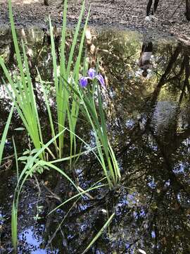 Image of Prairie Iris