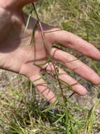 Imagem de Phoebanthus tenuifolia (Torr. & A. Gray) Blake