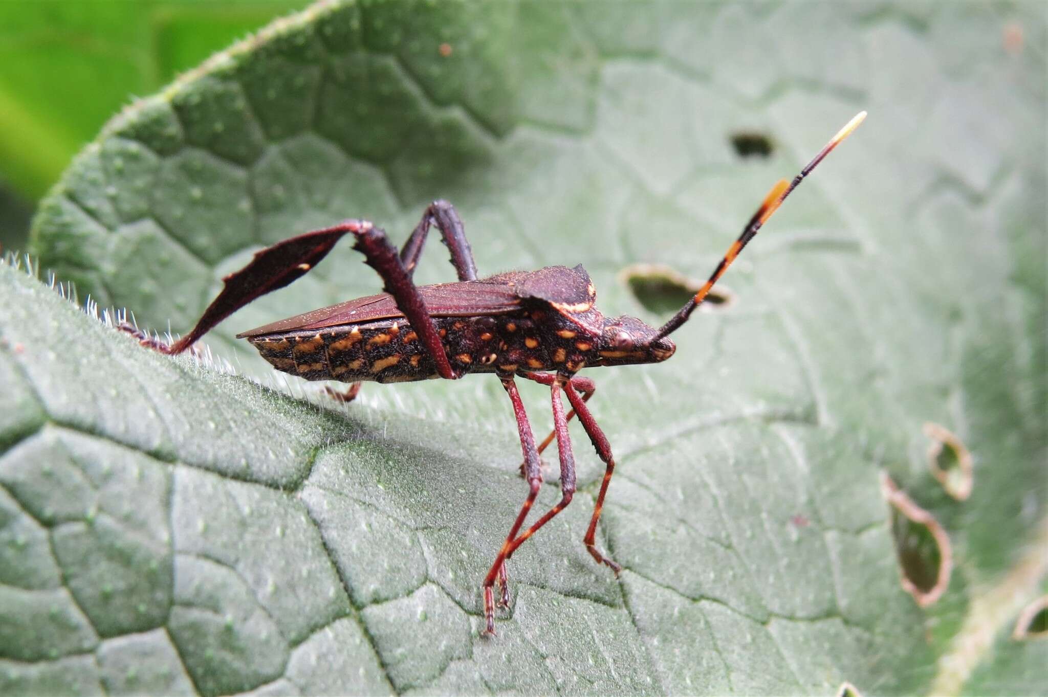 Image of Passionvine Bug