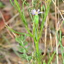 Image de Vittadinia muelleri N. T. Burbidge