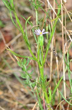 Vittadinia muelleri N. T. Burbidge resmi