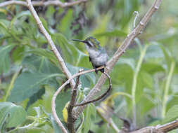 Image of Green-tailed Emerald