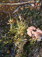 Image of Yellow Flat Sedge