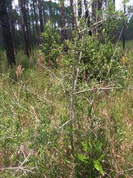 Слика од Ilex myrtifolia Lam.