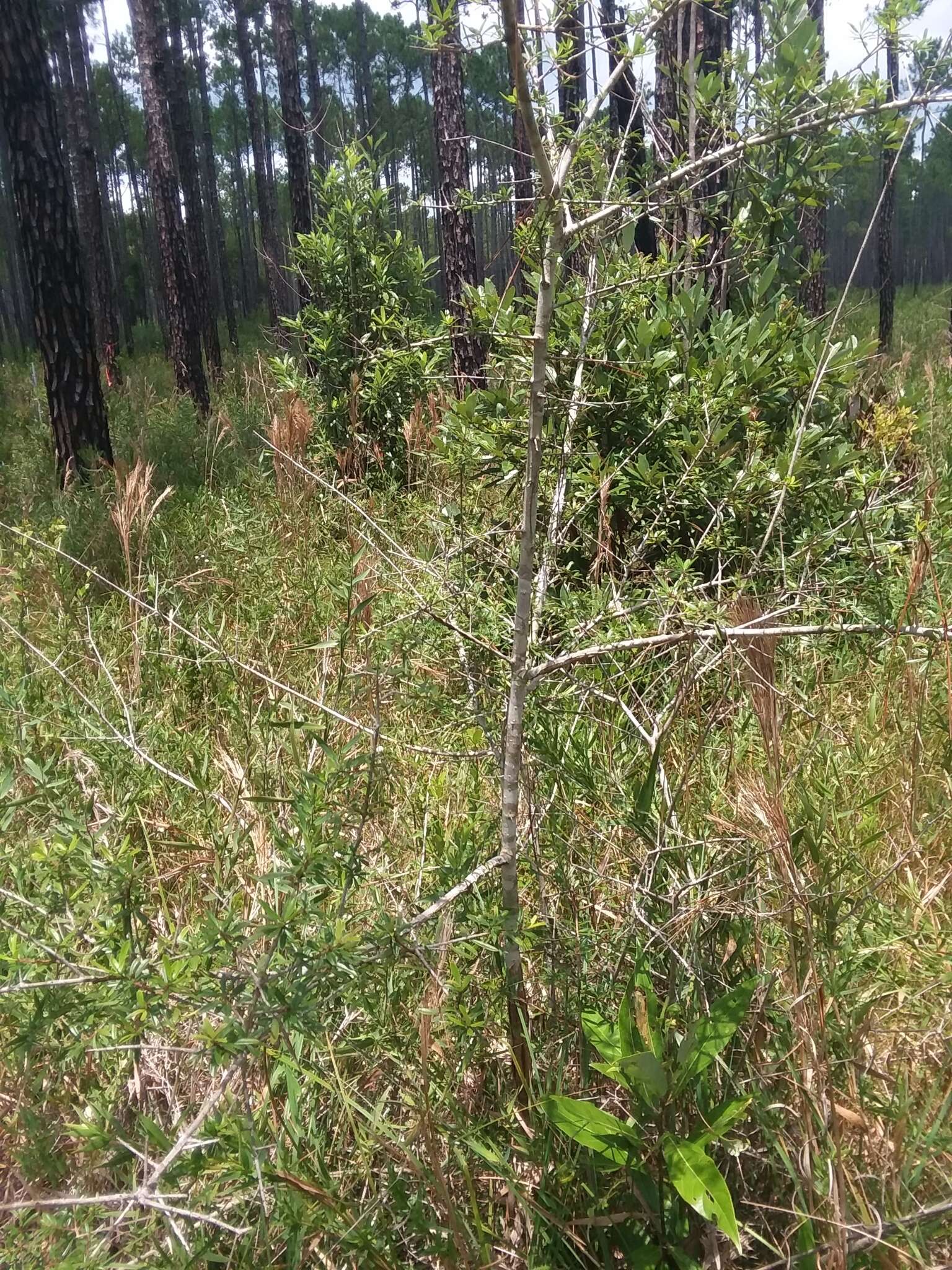 Imagem de Ilex myrtifolia Lam.