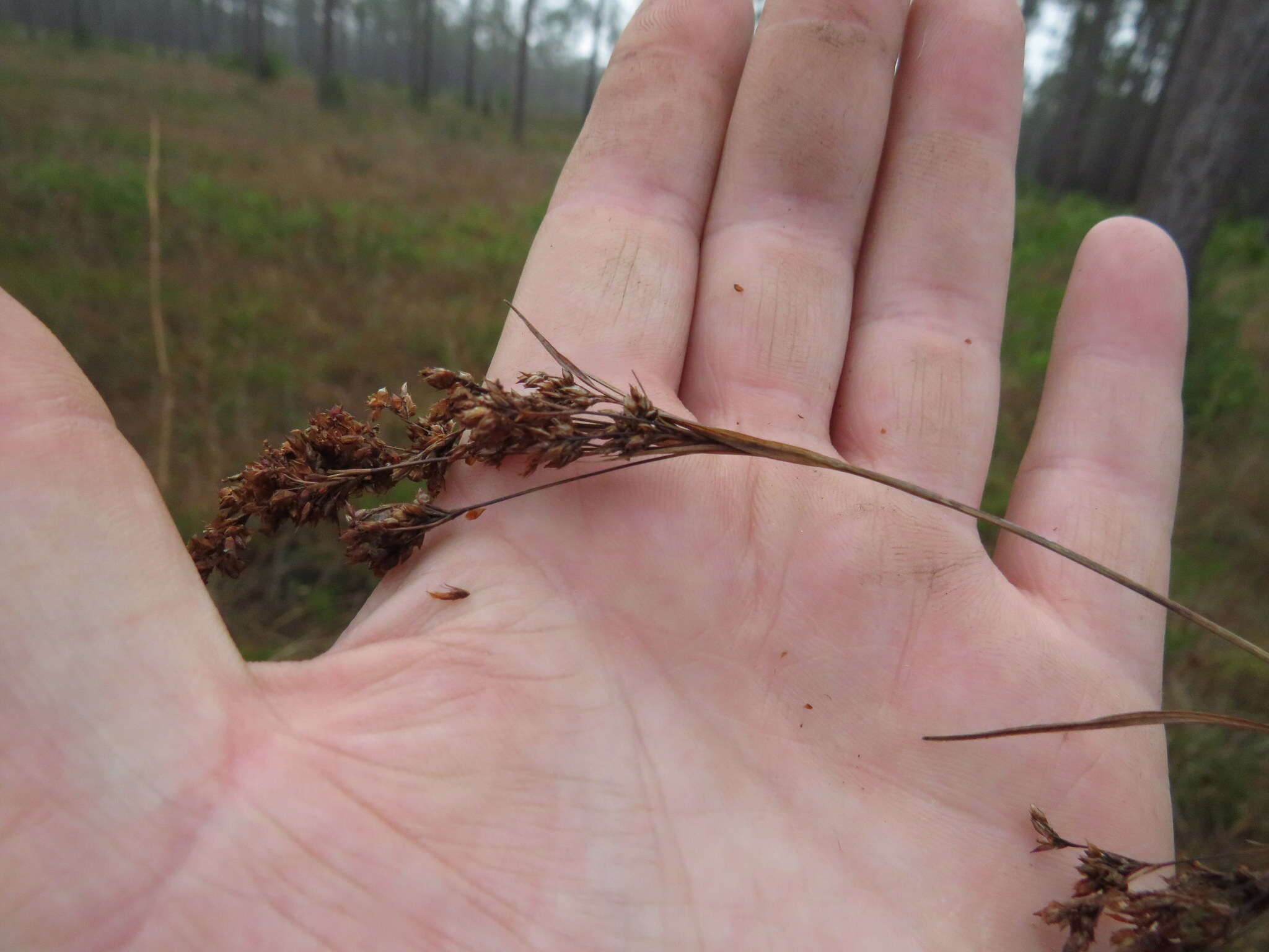 Image of Elliott's Beak Sedge