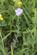 Imagem de Linum nervosum Waldst. & Kit.