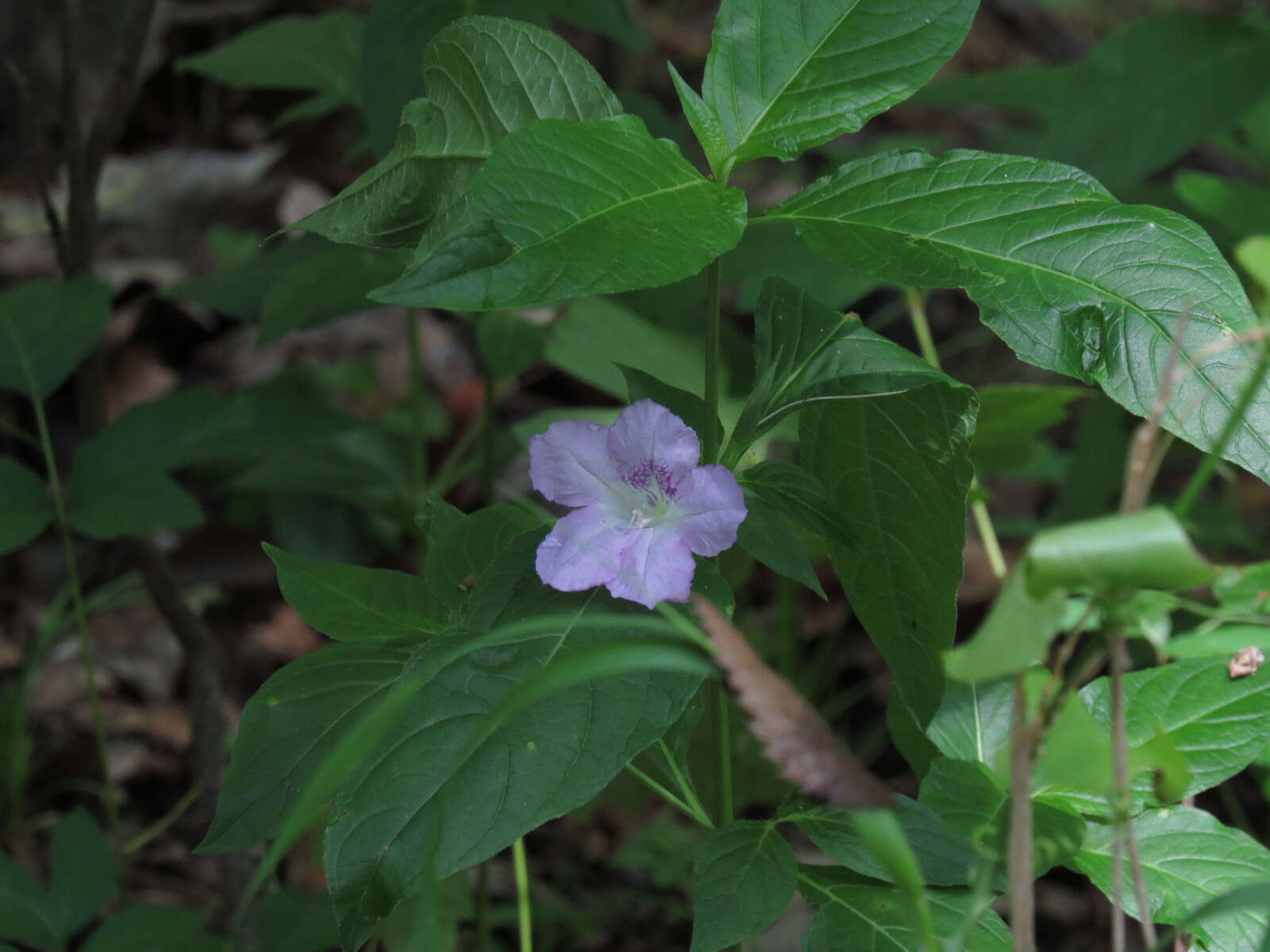 Image of limestone wild petunia