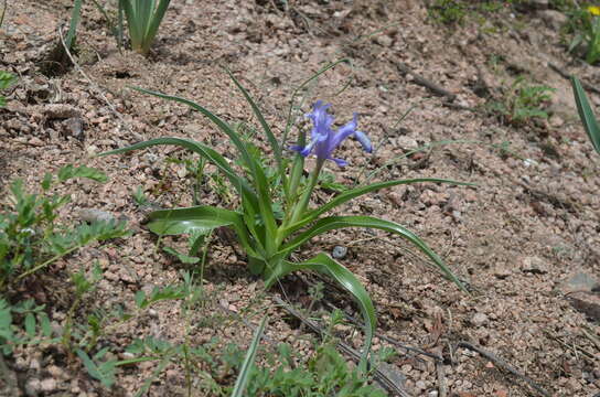 Image of Iris graeberiana Sealy