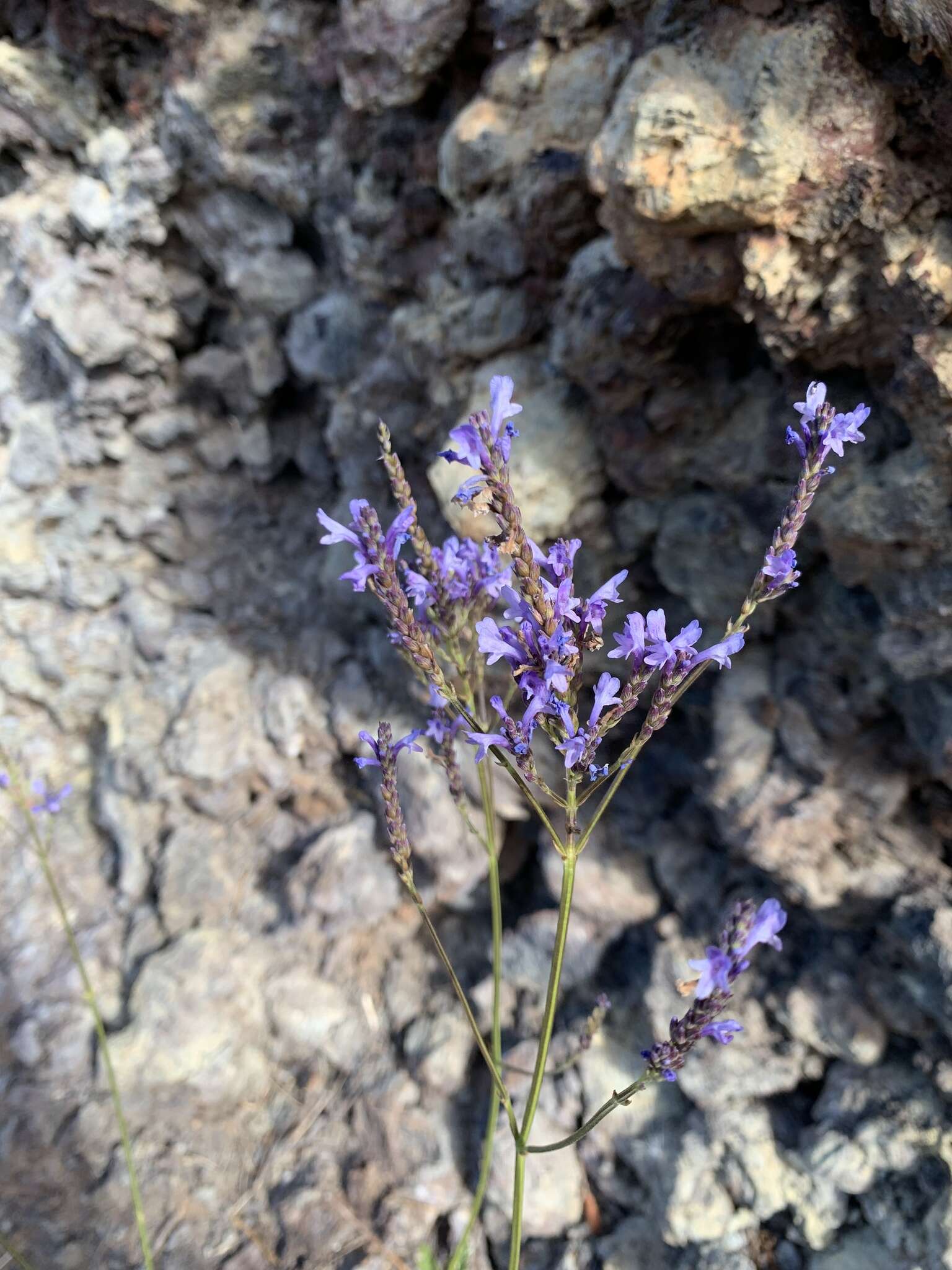 Image of Lavandula canariensis subsp. palmensis Upson & S. Andrews