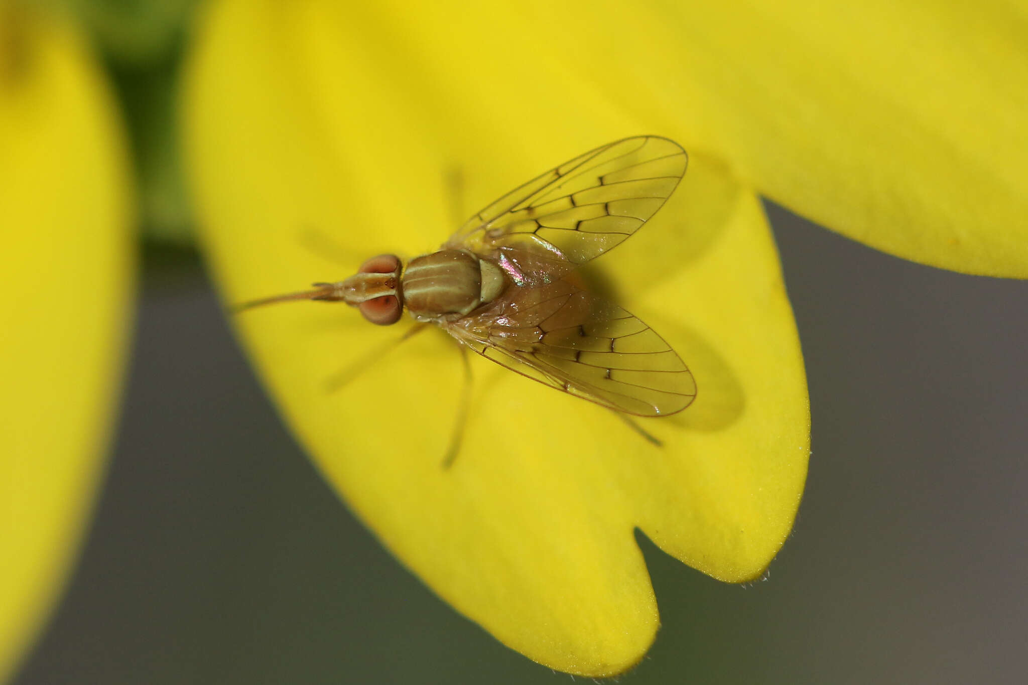 Imagem de Poecilognathus sulphureus