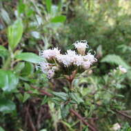 Image of Chromolaena bullata (Klatt) R. King & H. Rob.