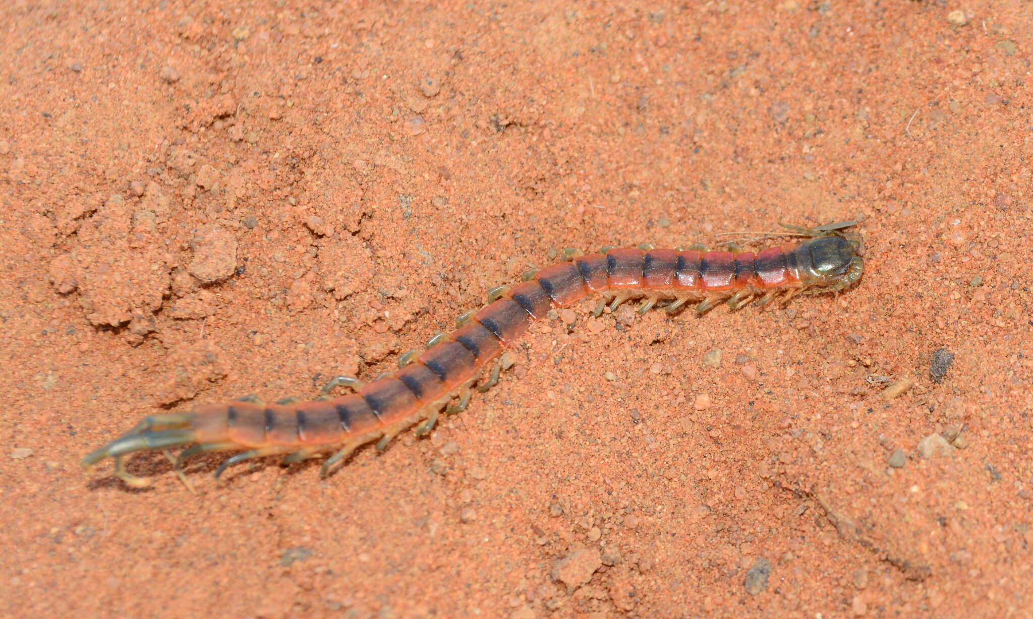 Image of Rhysida afra (Peters 1855)