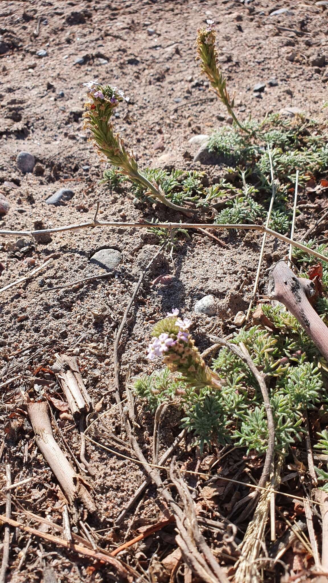 Image of Glandularia parodii Covas & Schnack