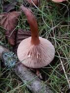 Image of Birch Milkcap