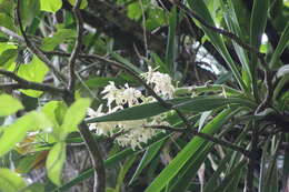 Image of tropical yucca