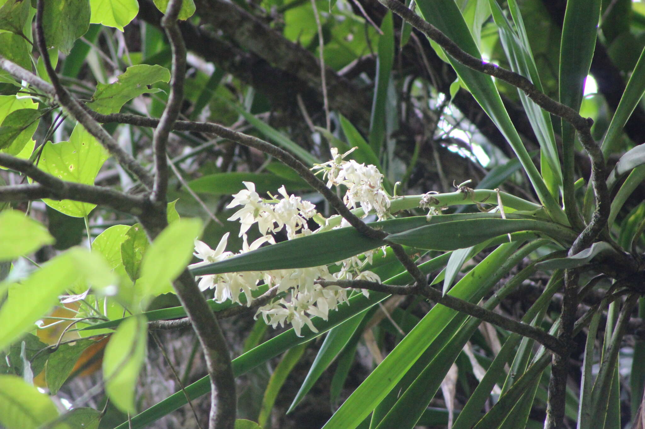 Image of tropical yucca