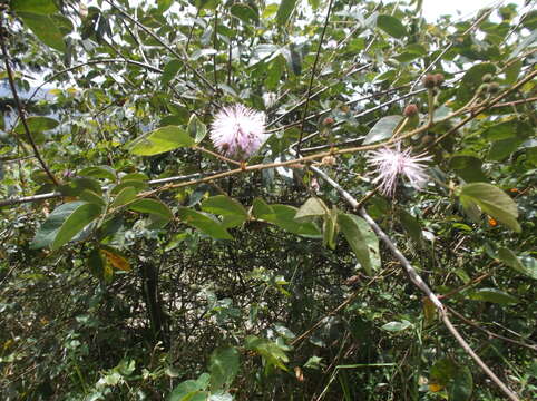 Image de Mimosa albida Willd.