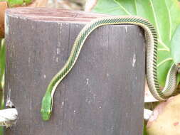 Image of Mexican Parrot Snake