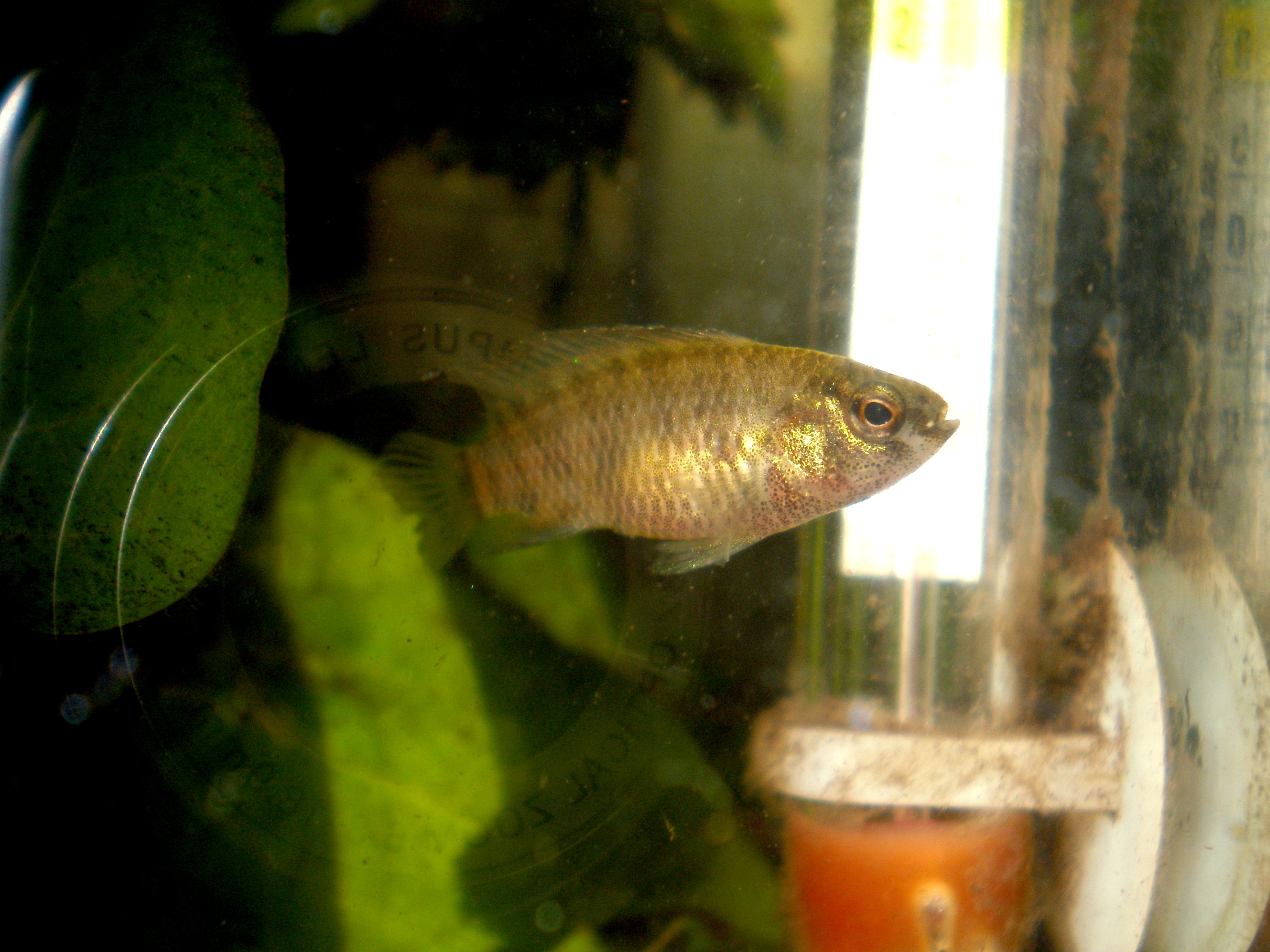 Image of Blue perch