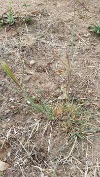 Image of Australian fingergrass