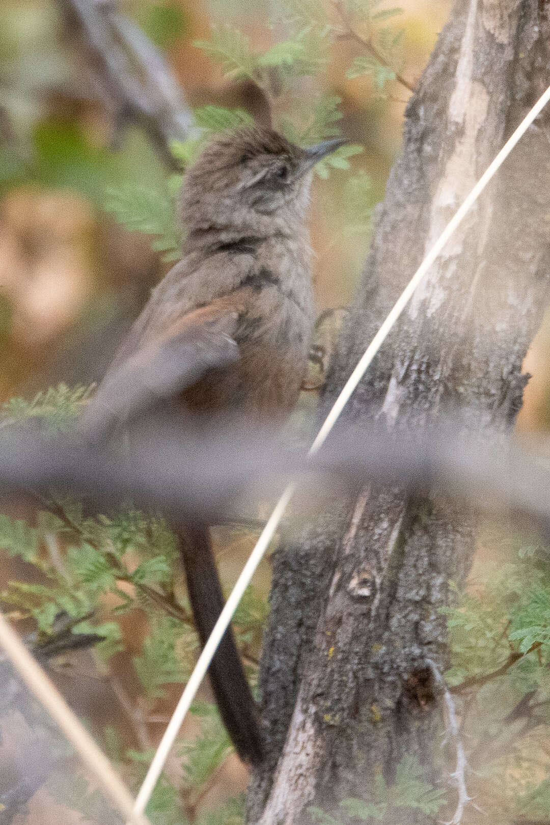 Image of Dusky-tailed Canastero