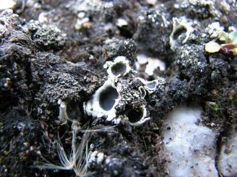 Image of chocolate chip lichen