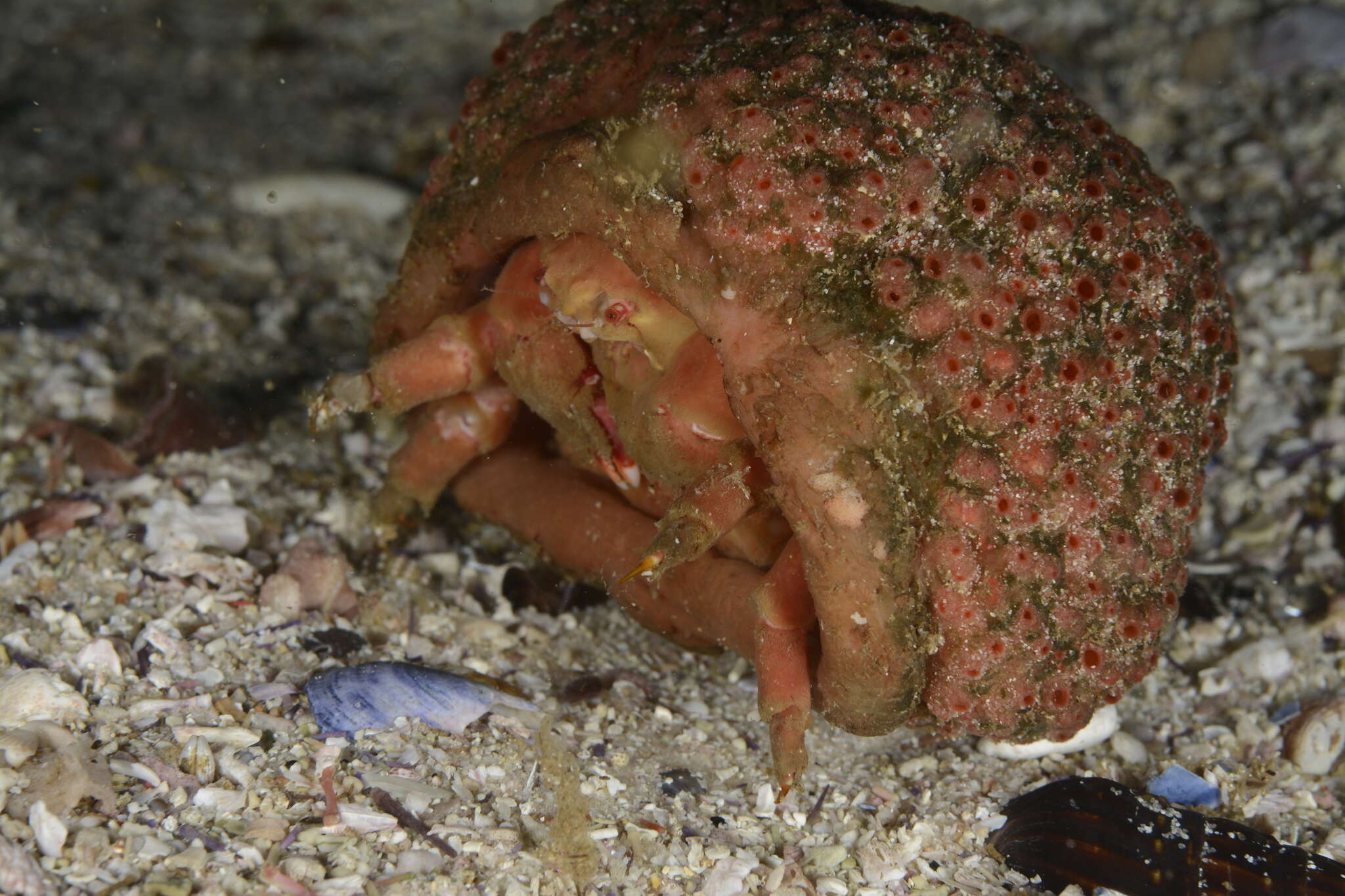 Image of Furred sponge crab