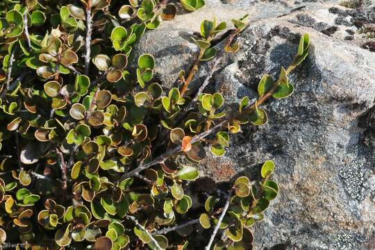 Image of Myrsine nummularia (Hook. fil.) Hook. fil.