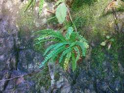 Image of Green Spleenwort