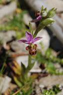 Image of Woodcock bee-orchid