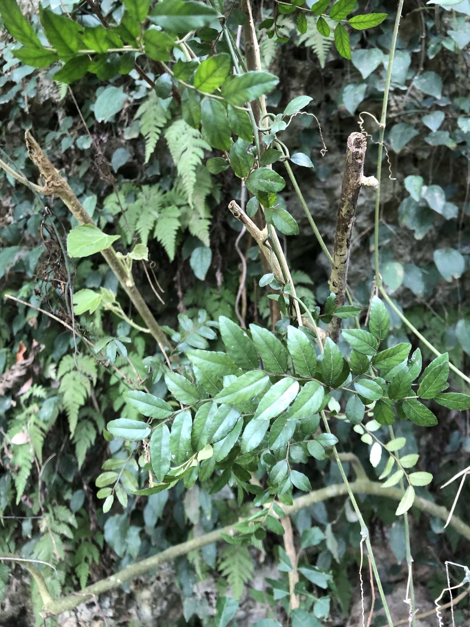 Image of Ventilago elegans Hemsl.