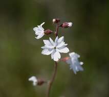 Image of San Francisco woodland-star