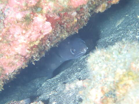 Image of Ash-colored conger eel