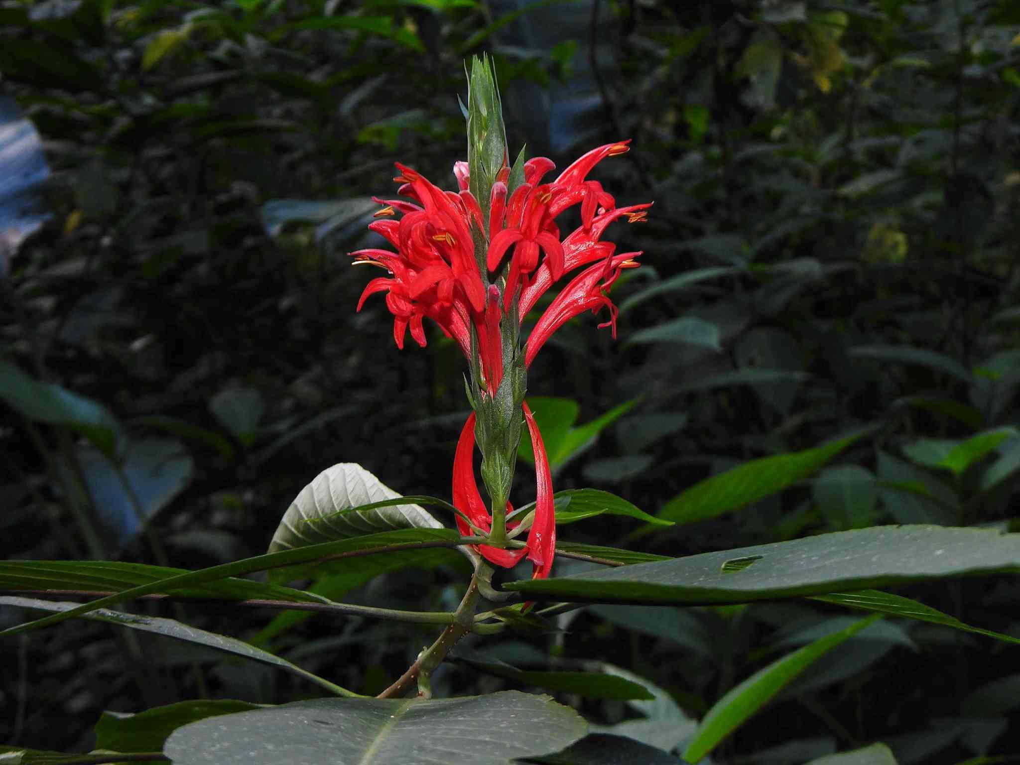 Pachystachys coccinea (Aubl.) Nees resmi