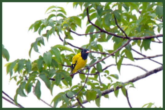 Image of Black-hooded Oriole