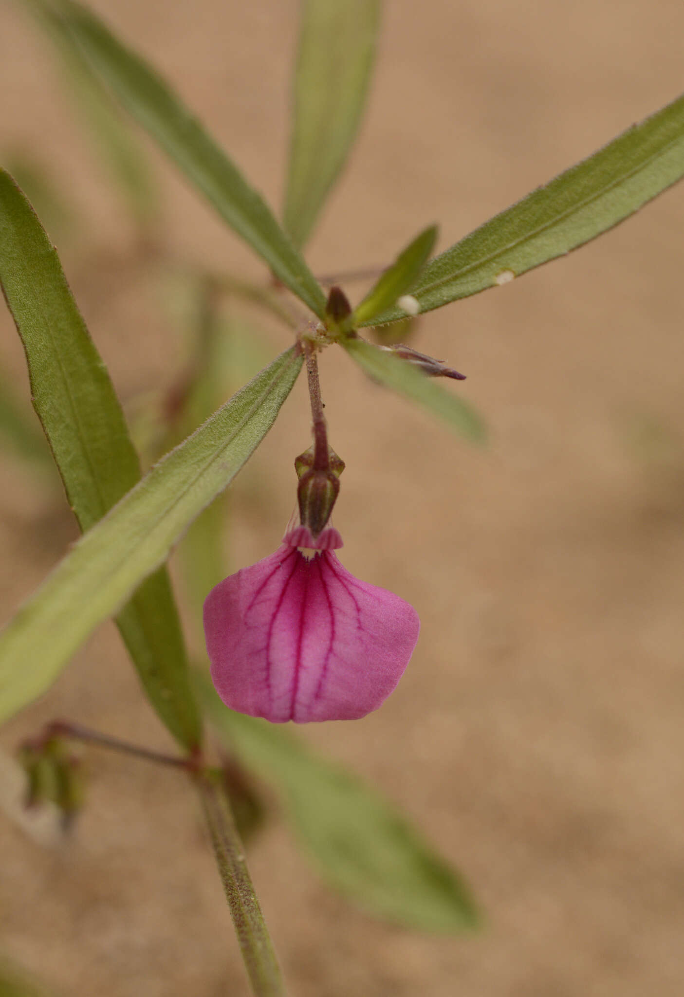 Pigea enneasperma (L.) P. I. Forst. resmi