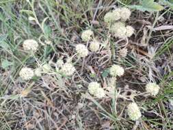 Image of Valerianella discoidea (L.) Loisel.