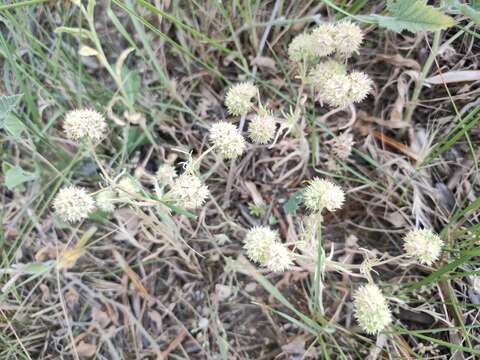 صورة Valerianella discoidea (L.) Loisel.