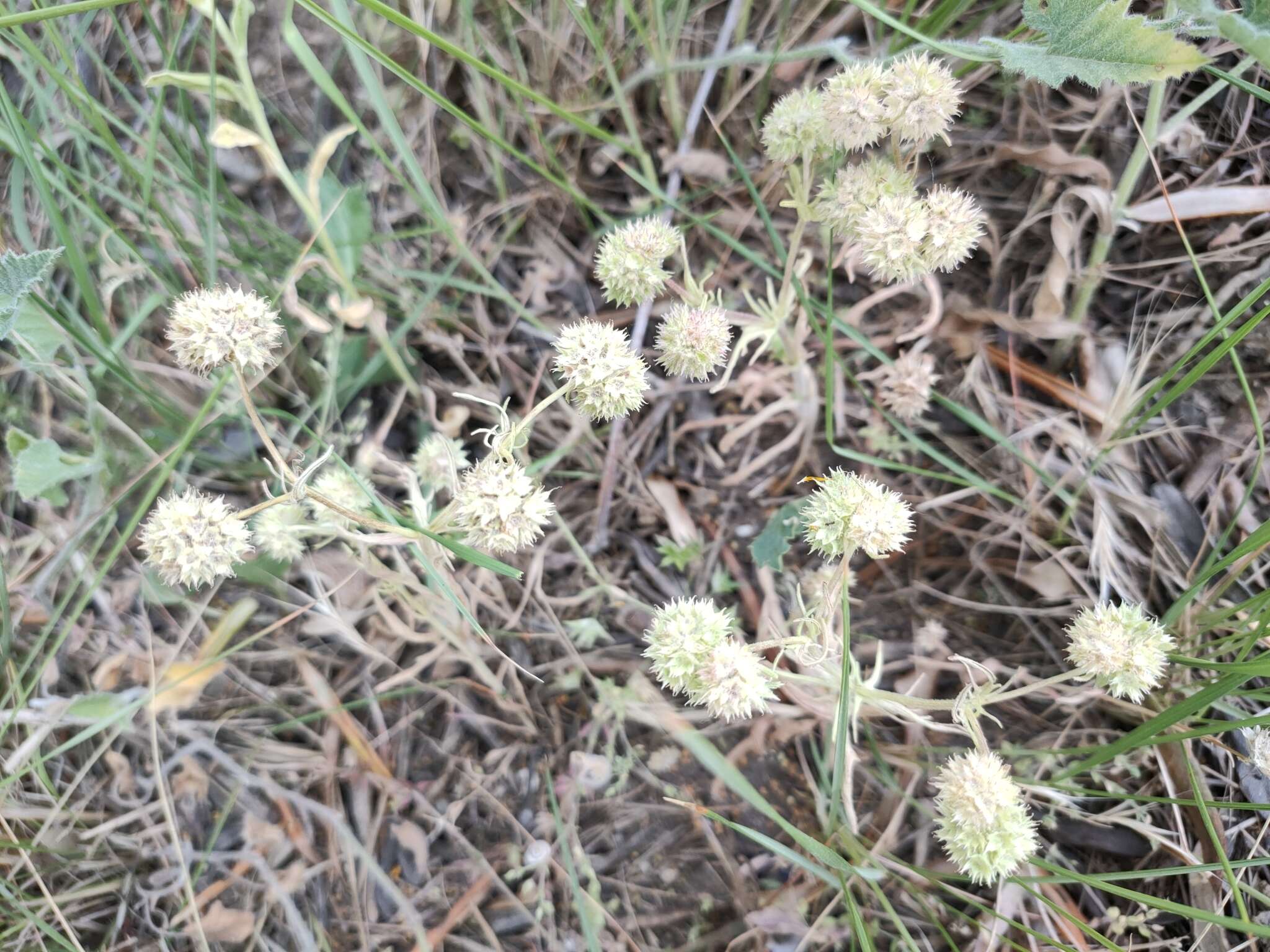 Image of Valerianella discoidea (L.) Loisel.