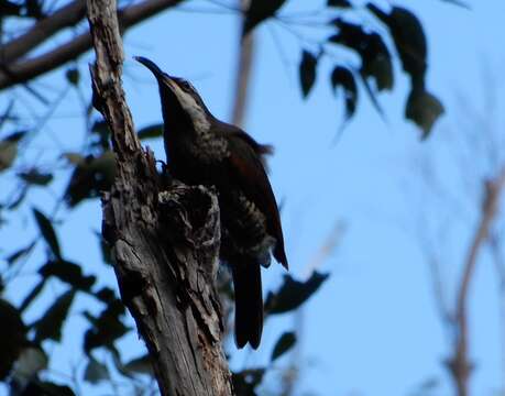 Imagem de Ptiloris paradiseus Swainson 1825