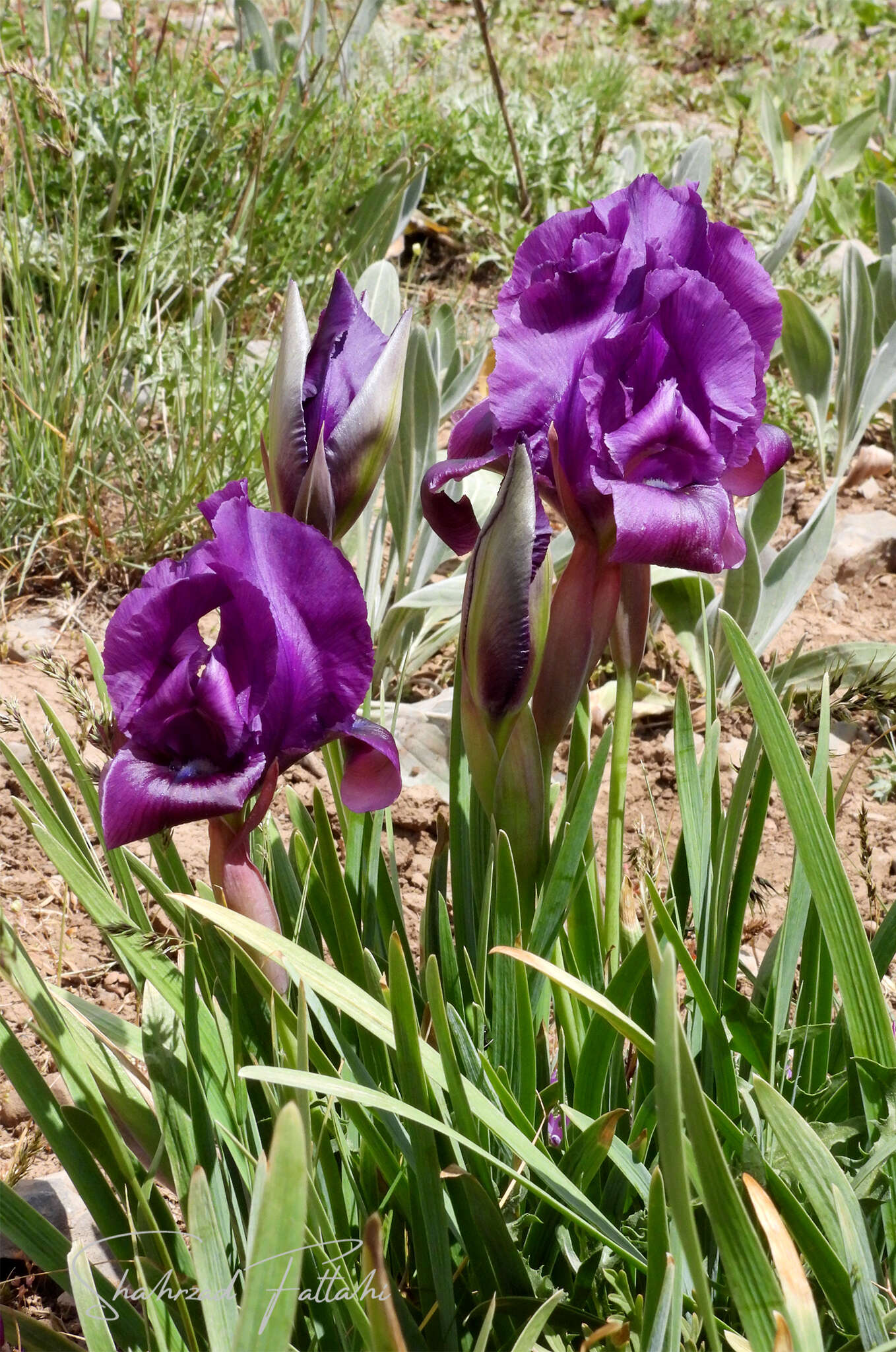 Image of Iris barnumiae subsp. demawendica (Bornm.) B. Mathew & Wendelbo