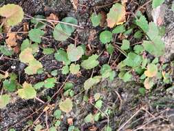 Imagem de Hydrocotyle jacksonii M. Hiroe